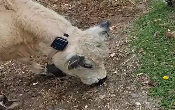 Cattle Tracking NB-IoT